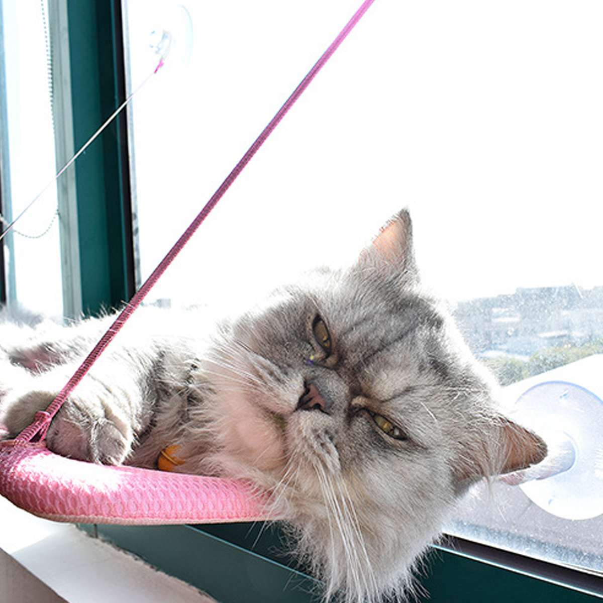 Tyson and Fate's Suction Cup Cat Hanging Hammock