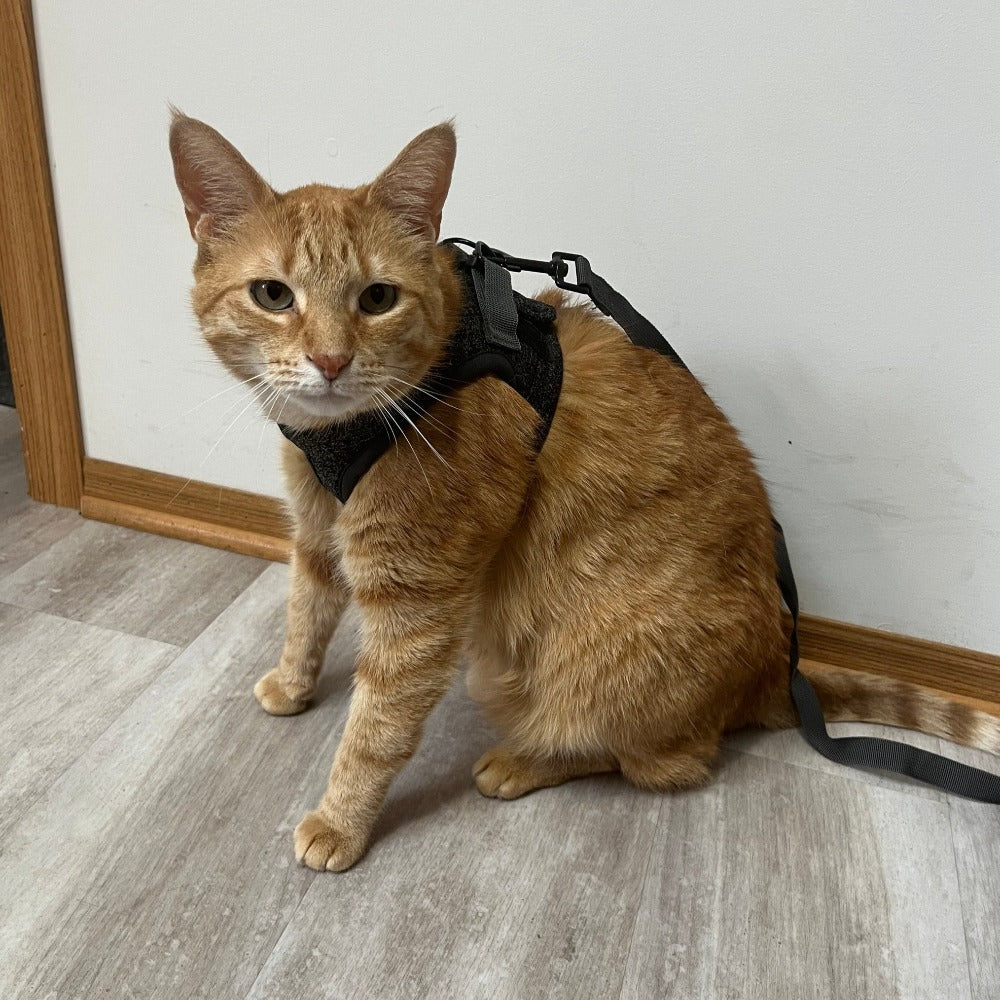 Tyson and Fate's Chest Cat Harness