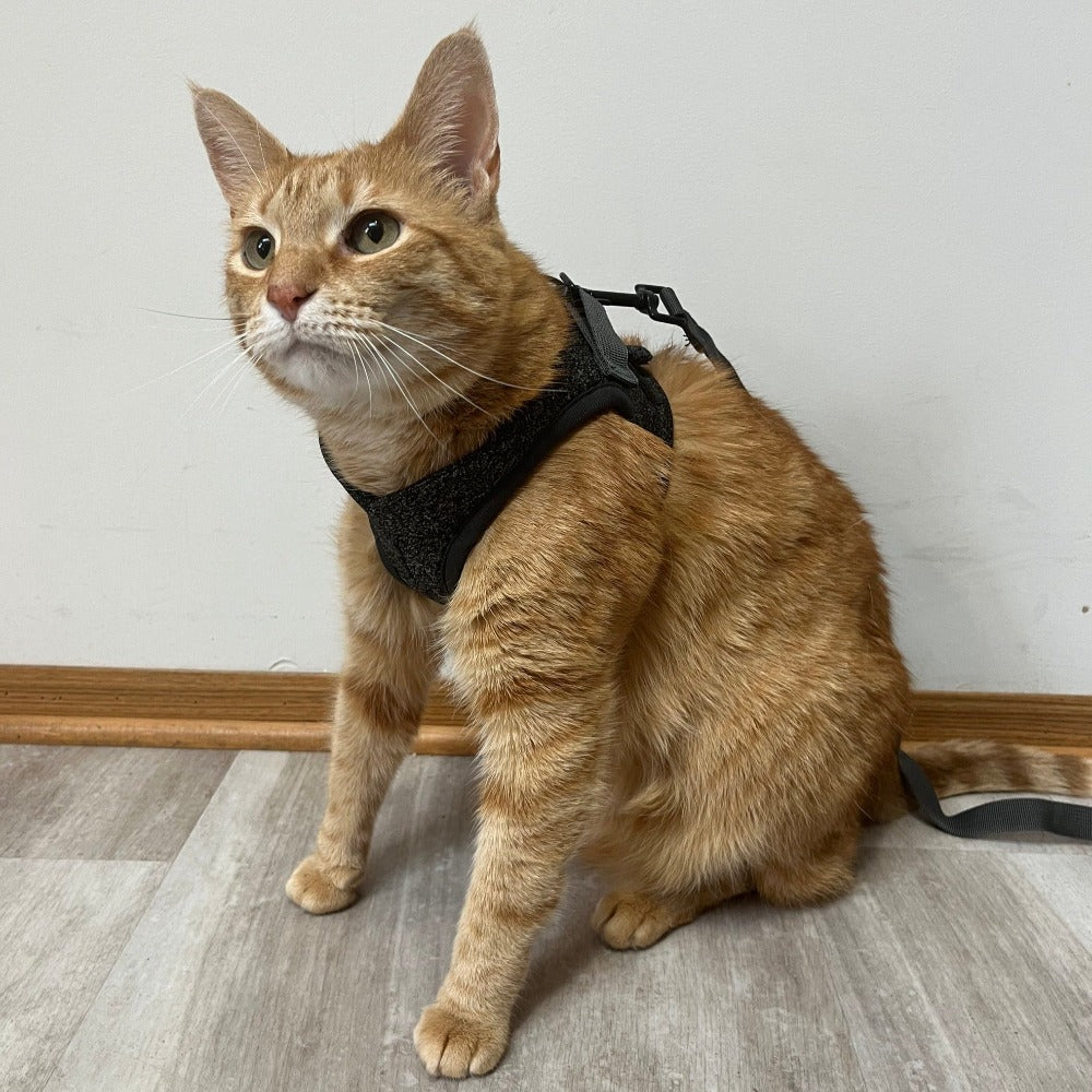 Tyson and Fate's Chest Cat Harness