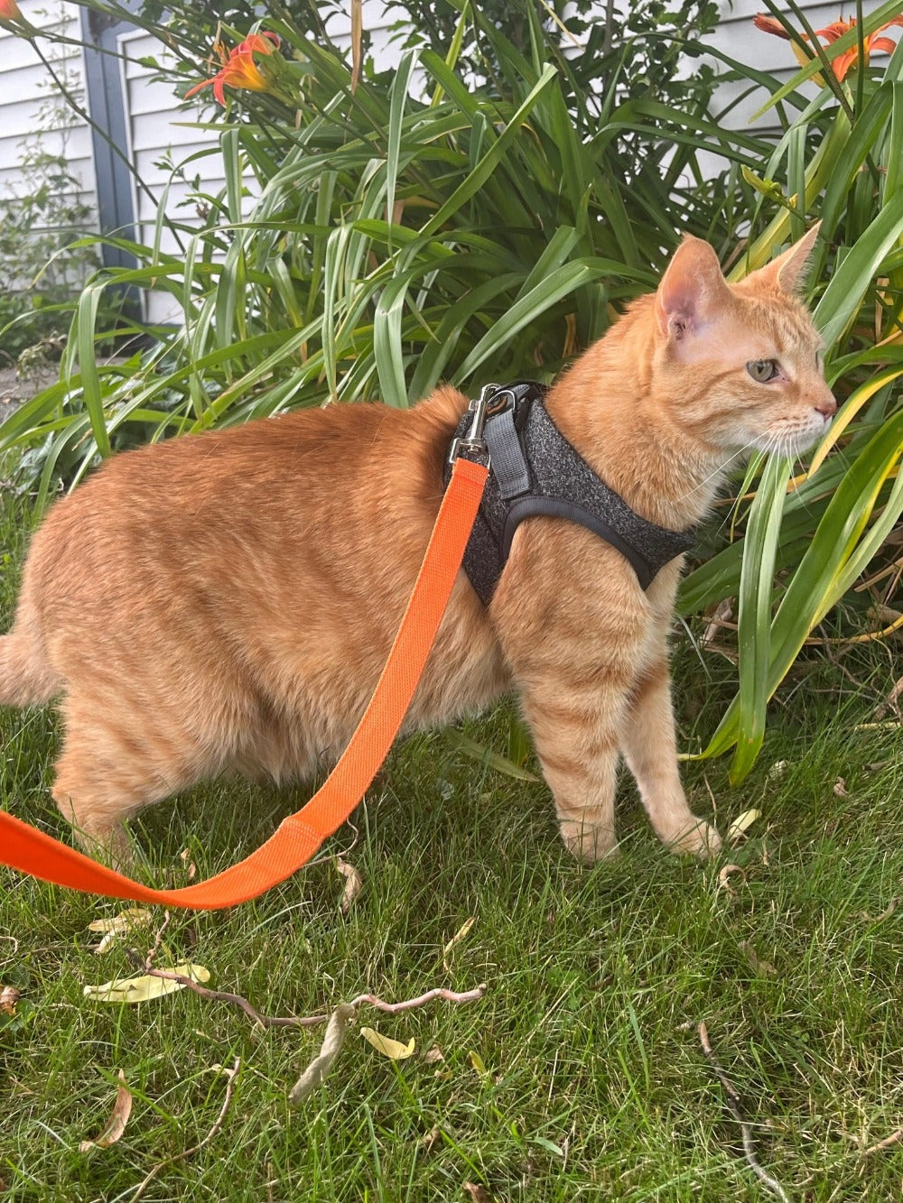 Tyson and Fate's Chest Cat Harness