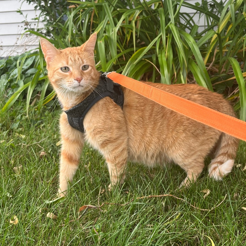 Tyson and Fate's Chest Cat Harness