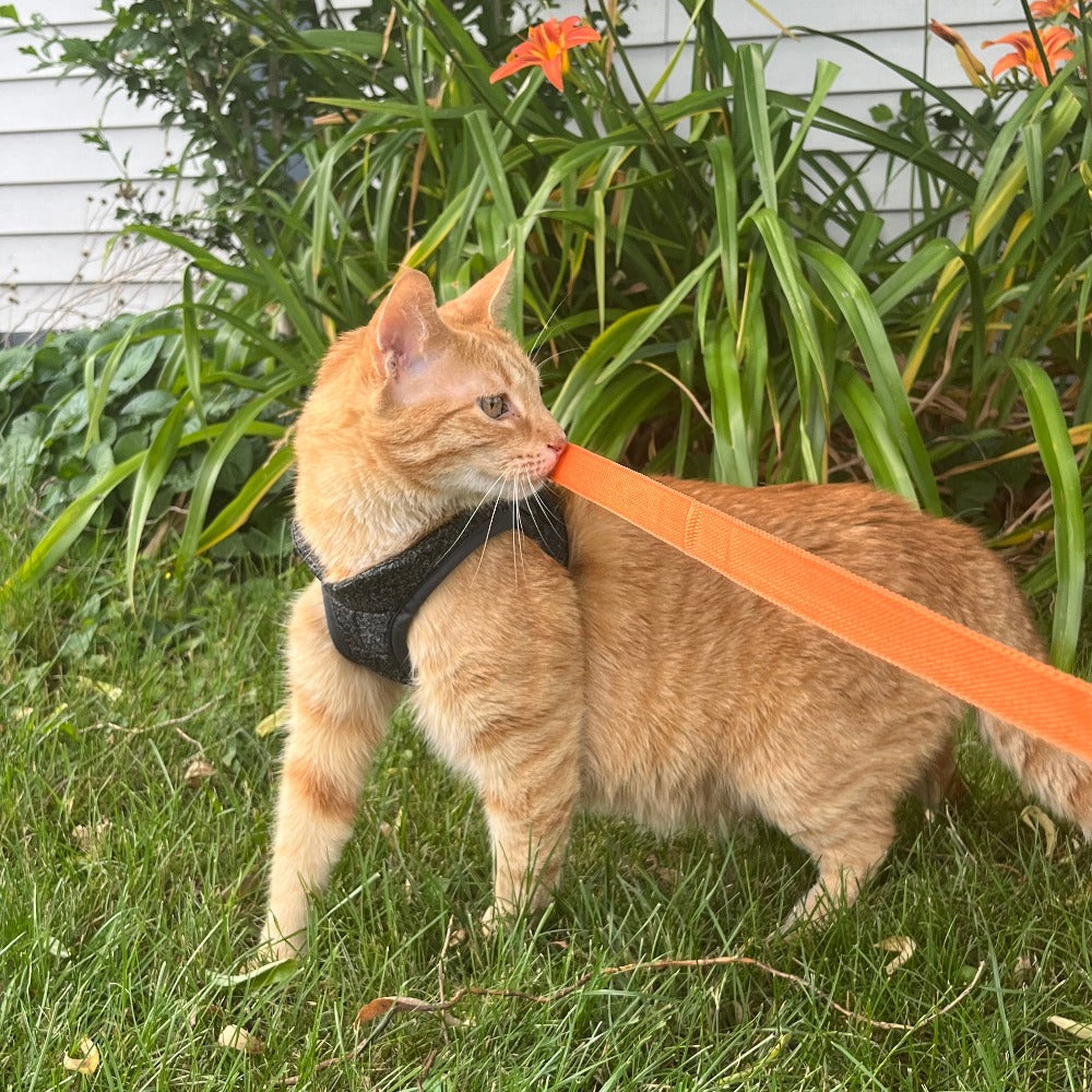 Tyson and Fate's Chest Cat Harness