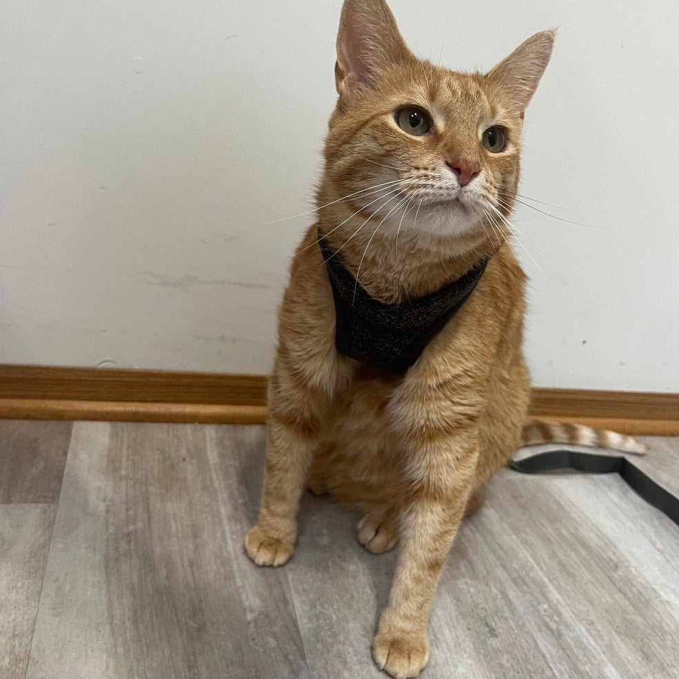 Tyson and Fate's Chest Cat Harness